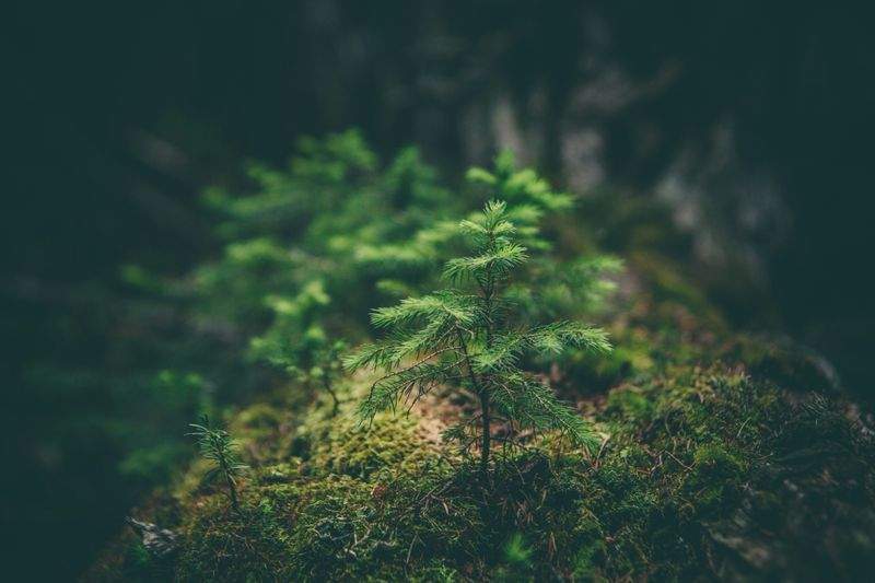 Slik planlegger du en bærekraftig naturopplevelse